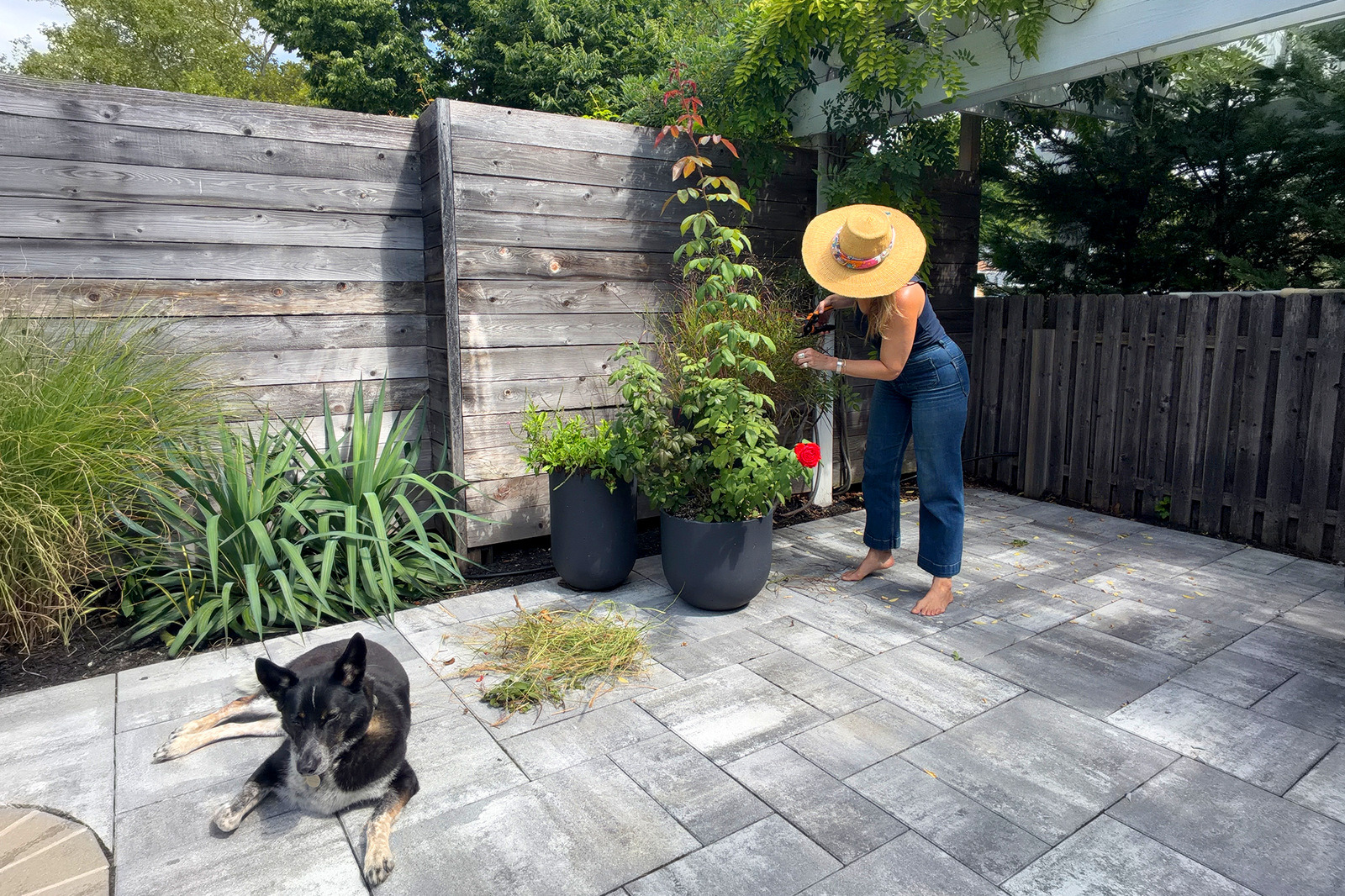 Pruning Season: Making Room For What Comes Next | Colleen Mauer Designs