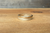 The Oracle Ring Set